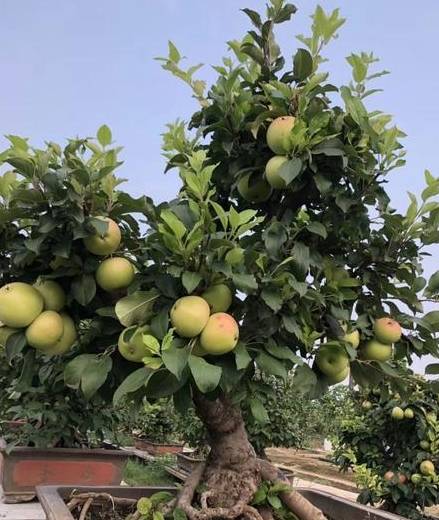 阳台盆栽果树如何授粉