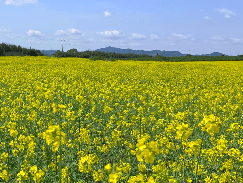 韶关油菜花海观赏时间图片