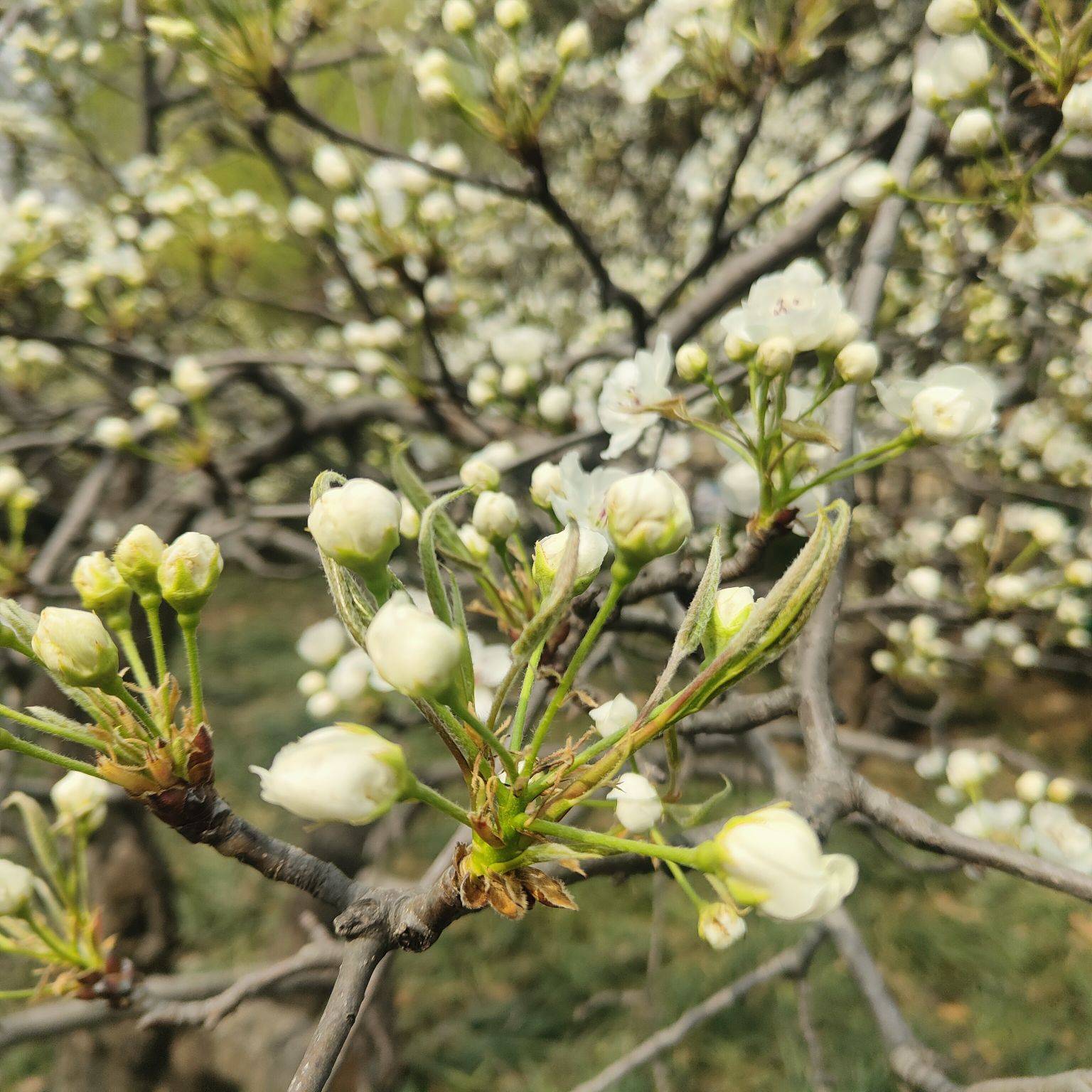 戚建庄摄影诗歌‖春来门前梨花开