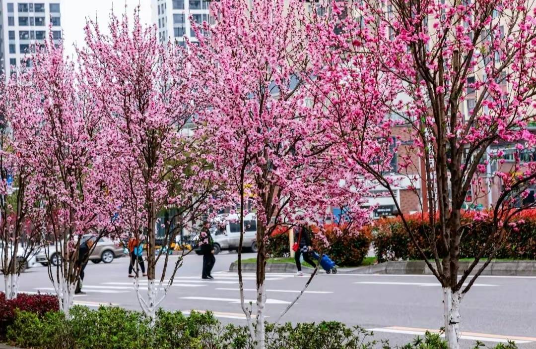 桃花绽放公路边,别样风景不一般_自贡_大安区_妇幼保健院