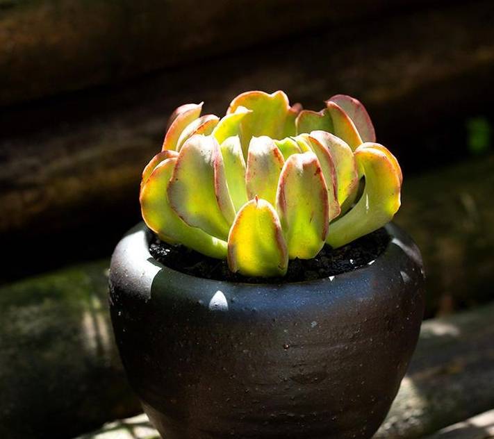 长相奇葩多肉里的另类