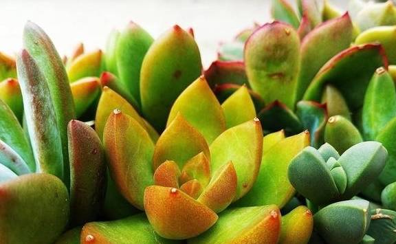 对根部和花卉进行有效的补充,不过多肉植物的生长速度也是人们所关心