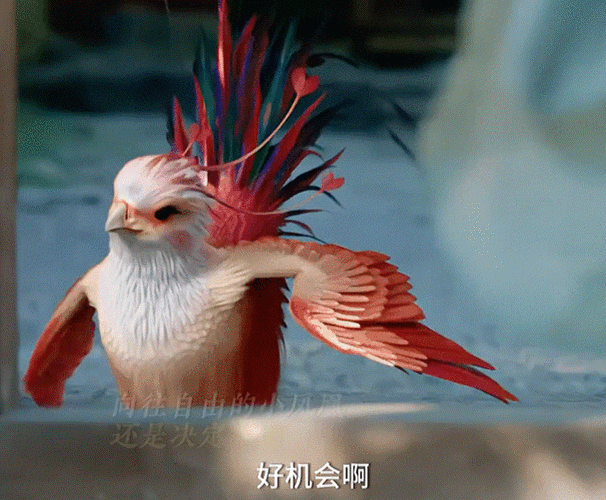 虽然我们没法真的去领养一只小凤凰,但我们却可以把它的品质融入到