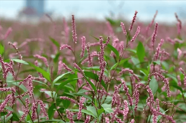 神曲一种历史悠久的中成药