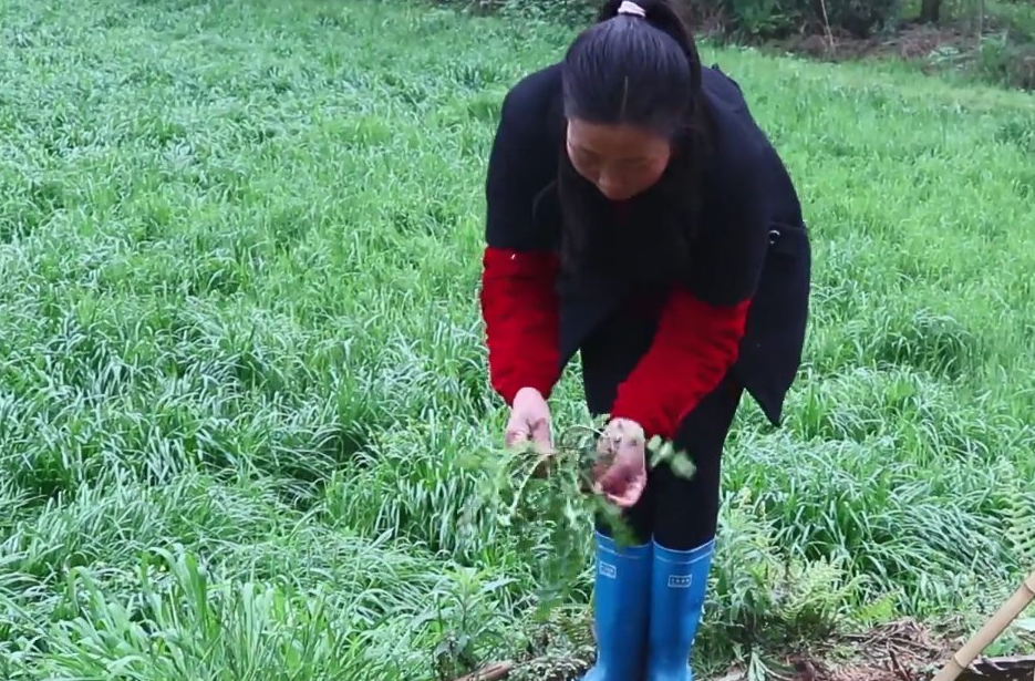 农村大姐野外挖了一种野菜连根带叶都可以吃营养比牛奶还要高