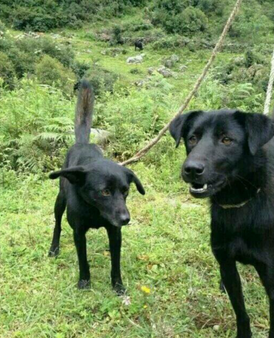 甘肃本地犬种图片