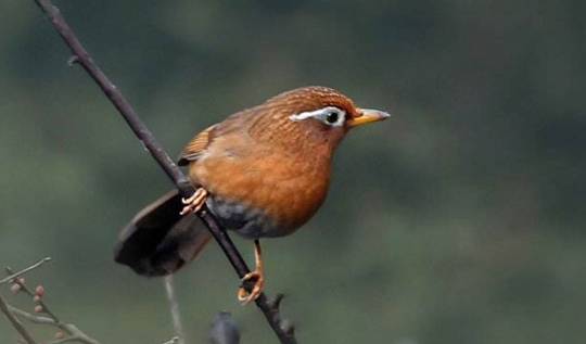 通过哪些地方可以1眼看出画眉鸟的优劣