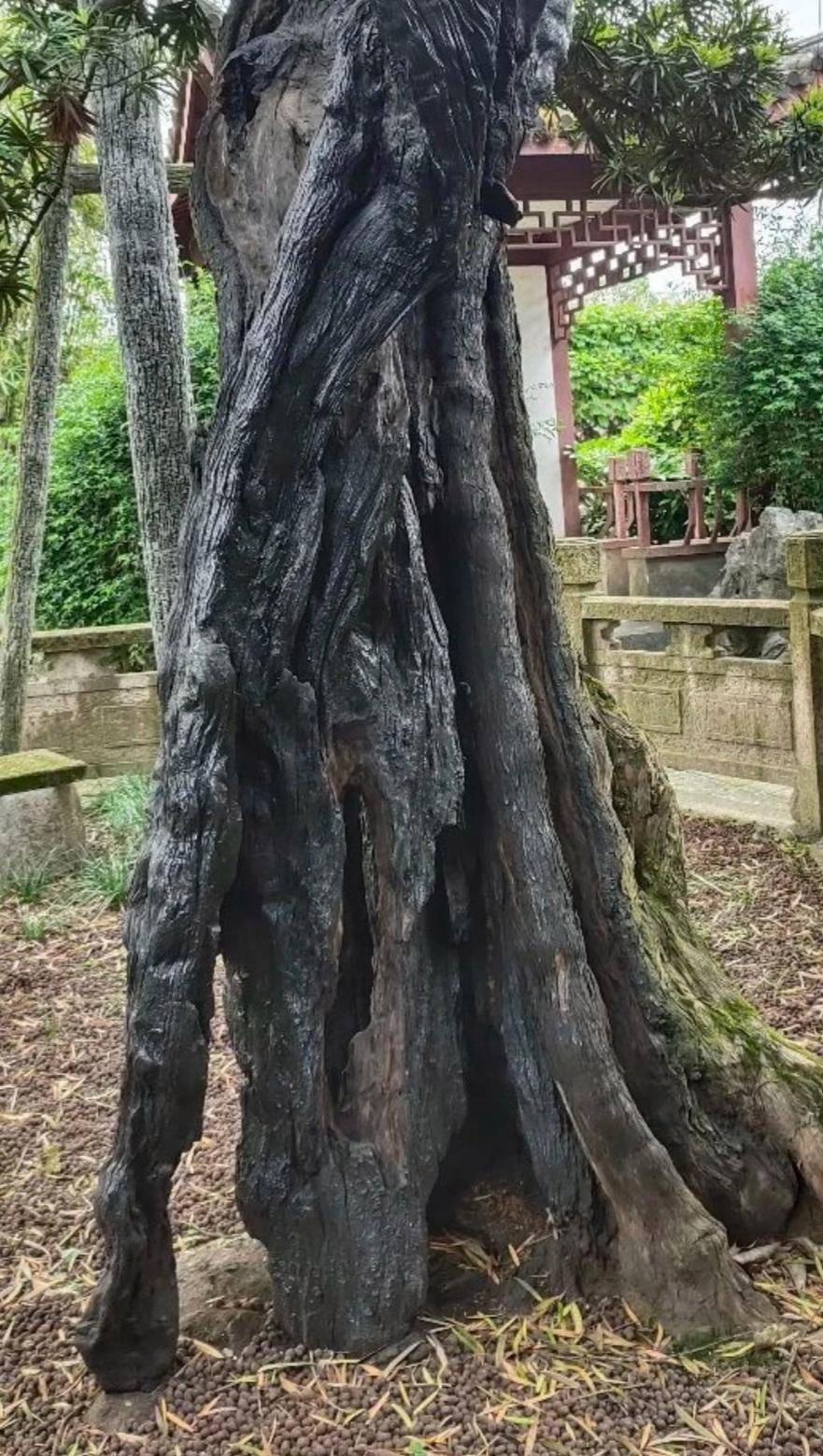 原创上海金山亭林古松园隐藏在都市中的魅力园林