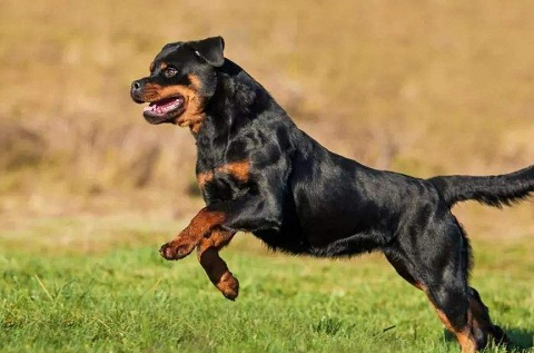 世界顶级护卫犬排行榜最受欢迎的护卫犬都有哪些