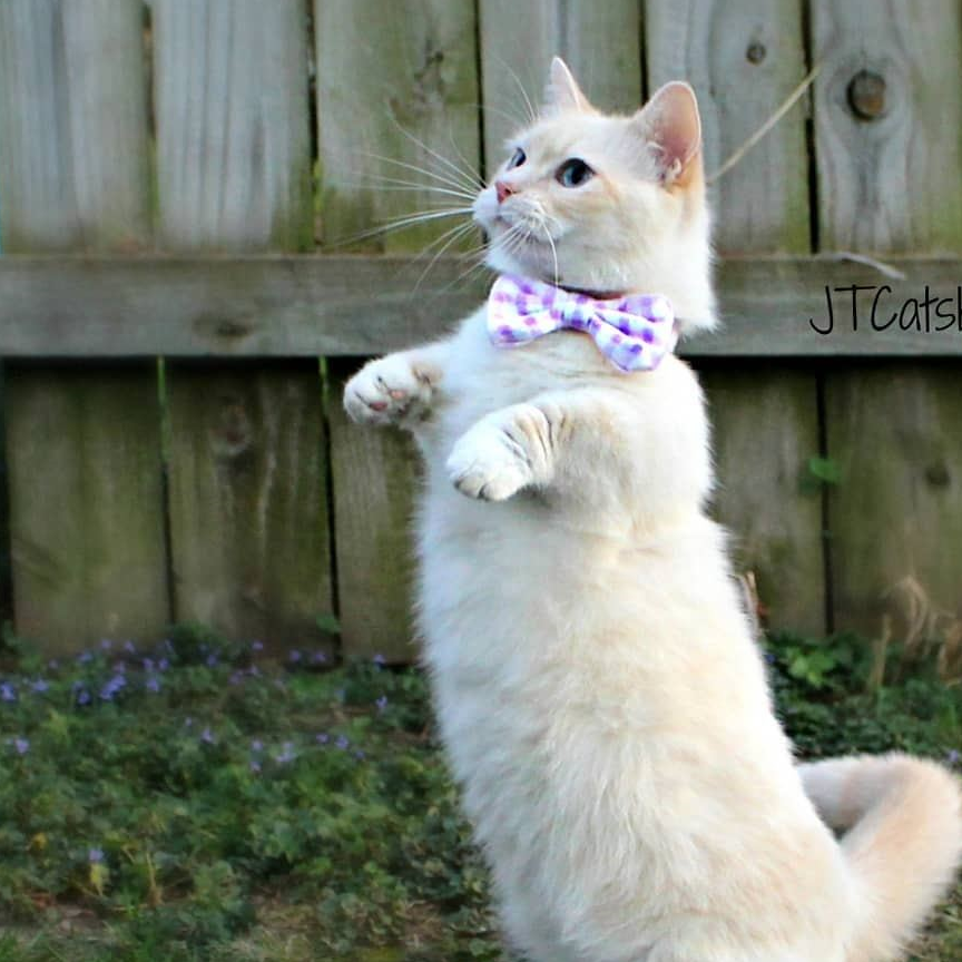 原创短腿猫咪天生是个模特儿最喜欢挑靓衫摆pose任主人拍照