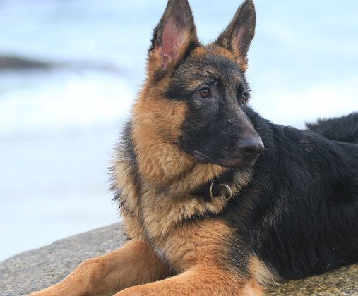 原创5种高颜值的牧羊犬第一种智商最高第四种在国内很少见