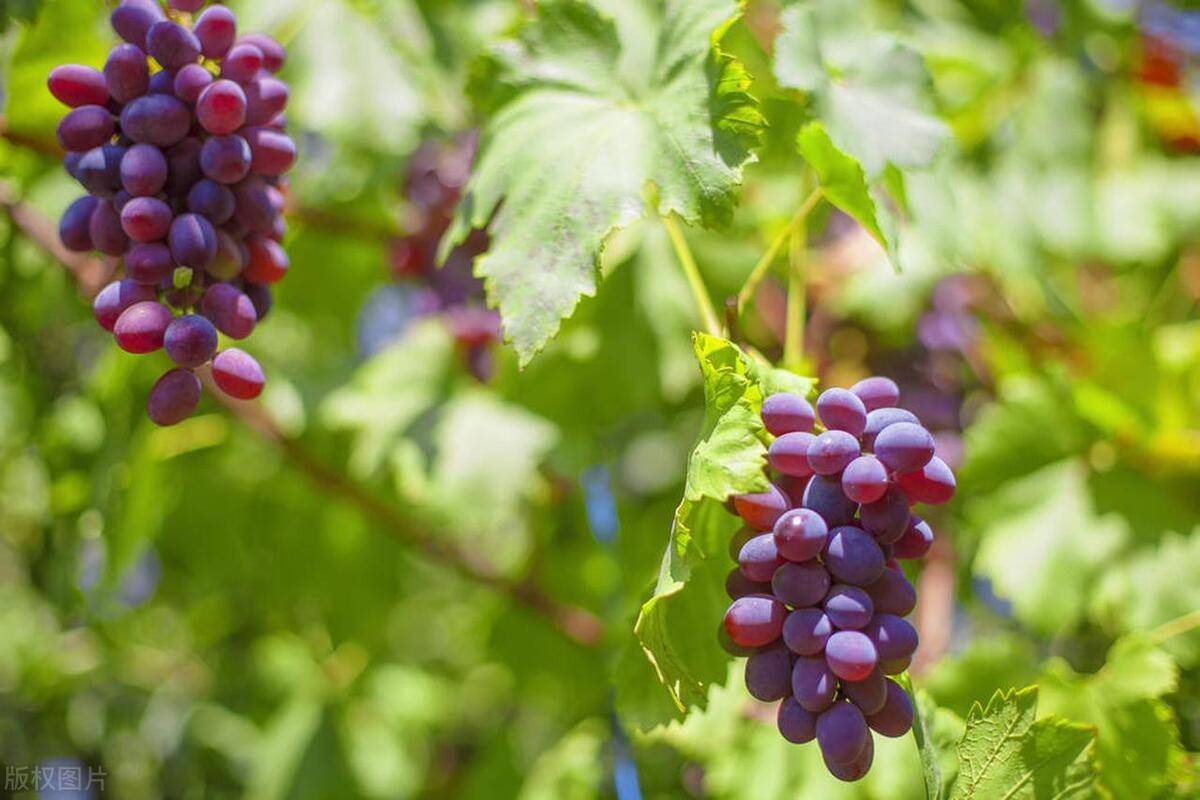 壁纸 花 水果 桌面 1200_800