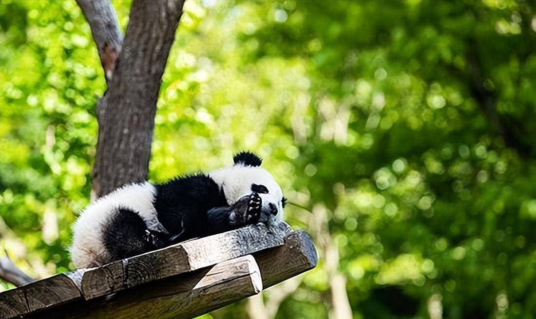 原创2021年加拿大称养不起熊猫提前送回熊猫有多烧钱1年吃700万