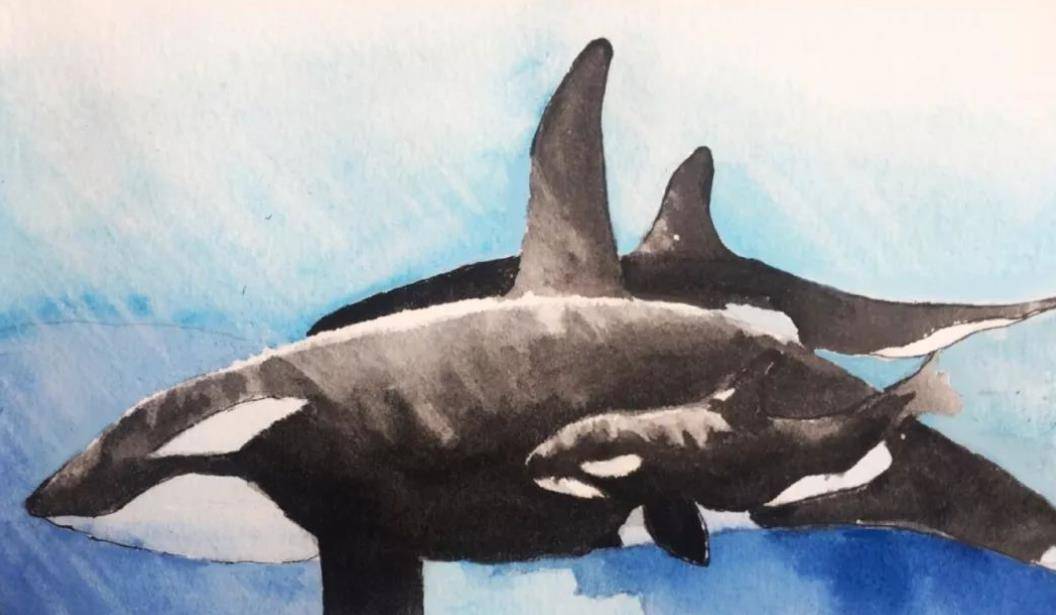 2010年美国32岁虎鲸突然将驯兽师拖入池中调查后原因令人心酸