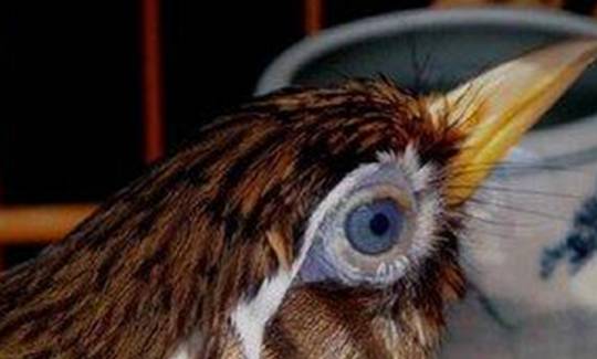 都说画眉鸟春重养性夏养骨秋养毛衣冬养膘有什么道理吗