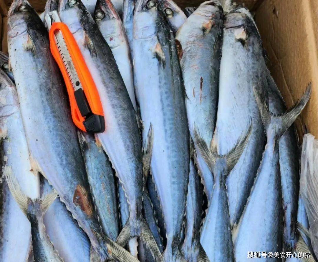 买鲅鱼记得分清黑尾和黄尾别买错了否则肉柴腥味大