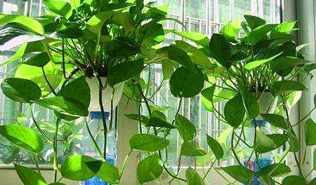 绿萝盆栽总是不见长除了浇水施肥还应做好这3点