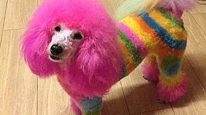 贵妇美甲锡纸烫屁屁都是爱你的形状你给你家狗剁手美容了吗