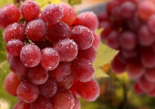 原创价格昂贵的6种水果一般人吃不起敢买的都是土豪