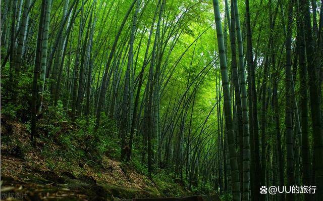 蜀南竹海是世界上集中面积最大的天然竹林景区,独特的地理位置,造就了