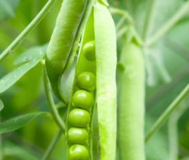 它在中国叫荷兰豆在荷兰叫中国豆它的真名在你们那里叫什么