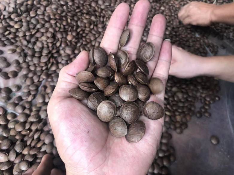 美藤果印加果是一棵由内而外都闪耀的星星