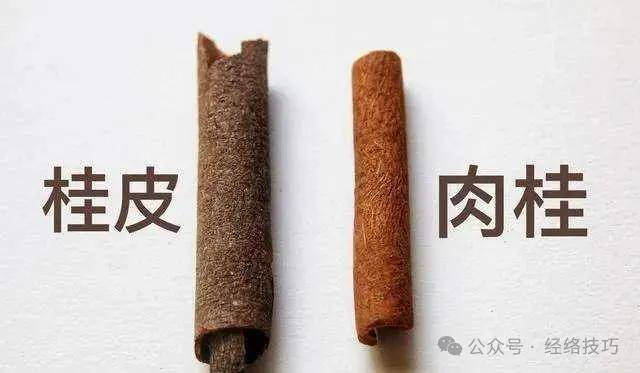 官桂的功效与作用图片