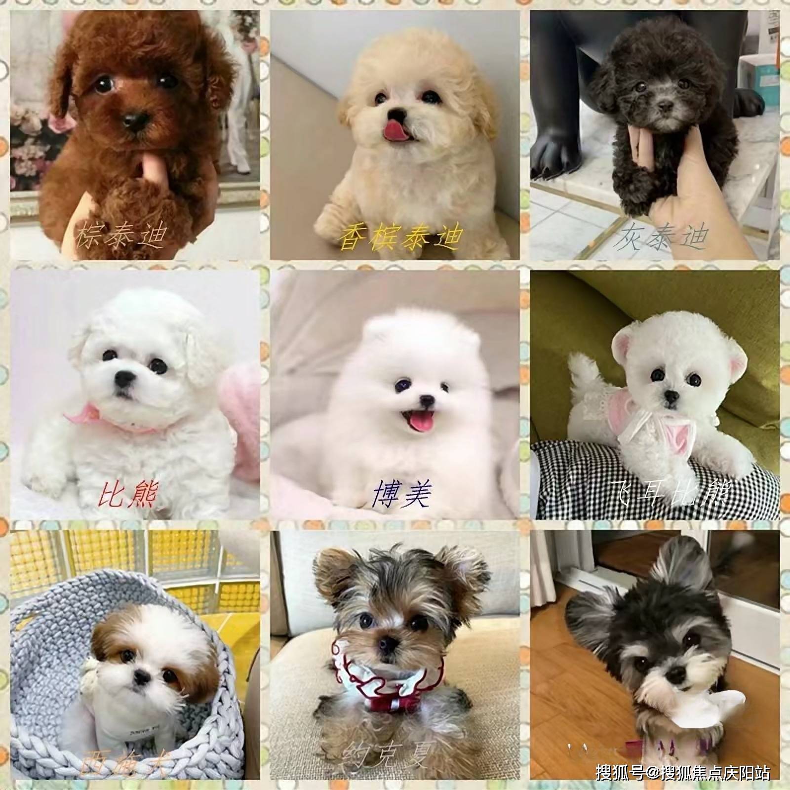 无锡买拉布拉多首页网站无锡买拉布拉多犬哪里买比较好丨买拉布拉多