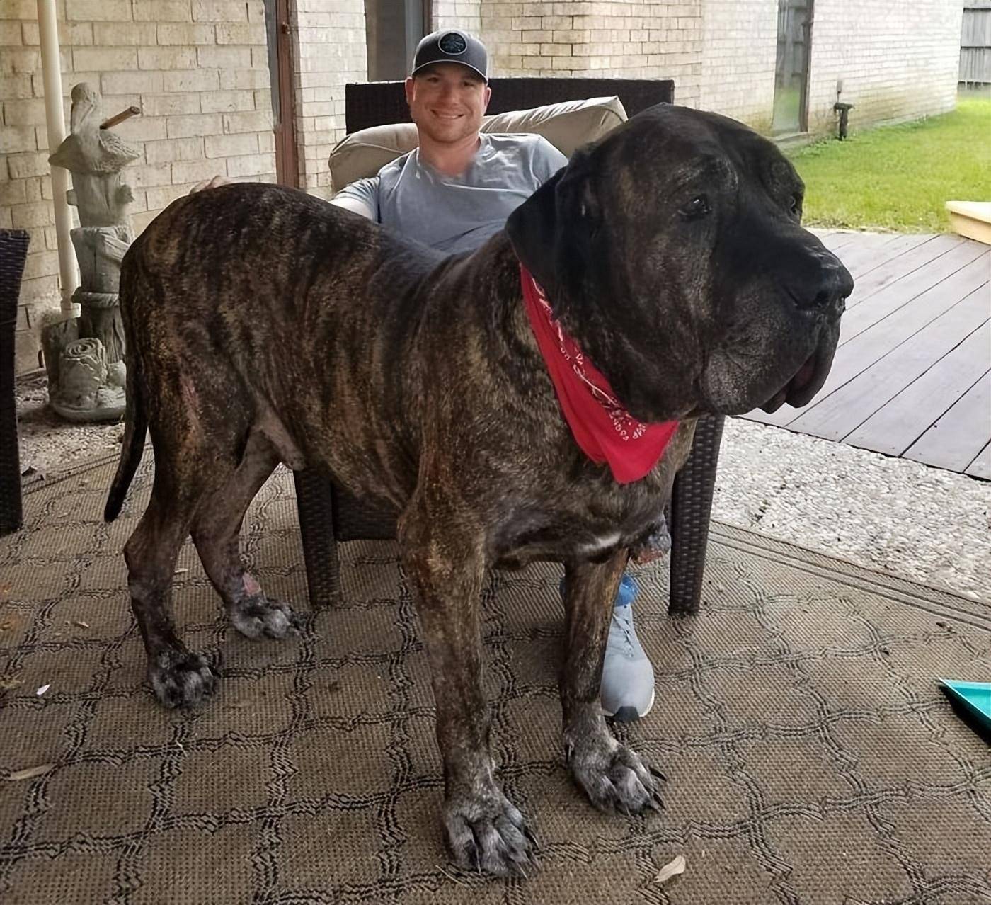 菲尔,一只威武的阿拉斯加雪橇犬,与小巧的阿拉斯加克利凯站在一起