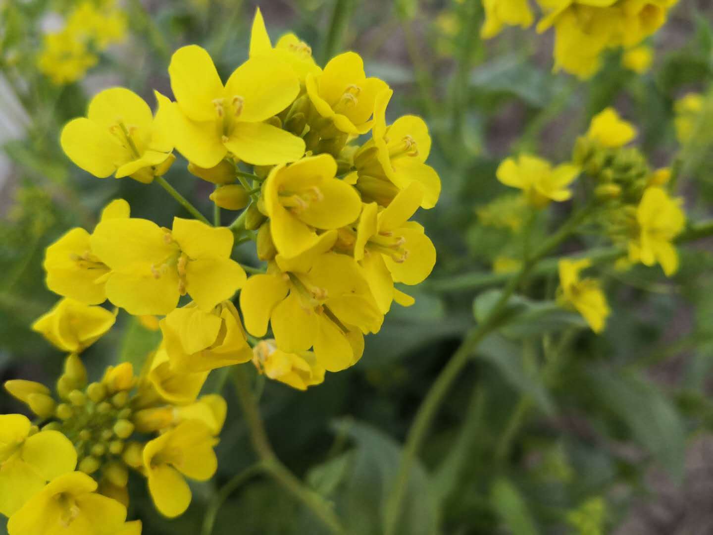 黄莺啼啭桃花曲,白首翻开李杜篇.