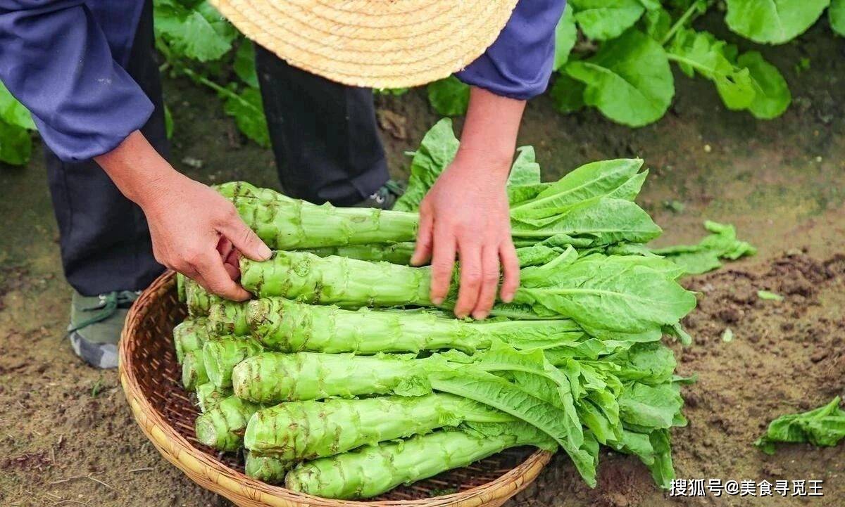 买莴笋不是越大越好有叶无叶区别大牢记2点不空心