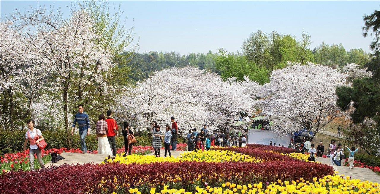 湖南省森林植物园樱花图片