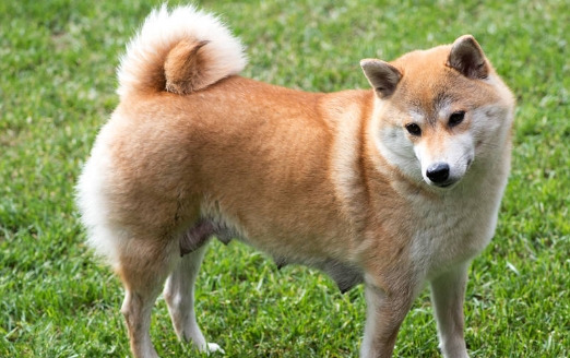 日本十大名犬排名图片
