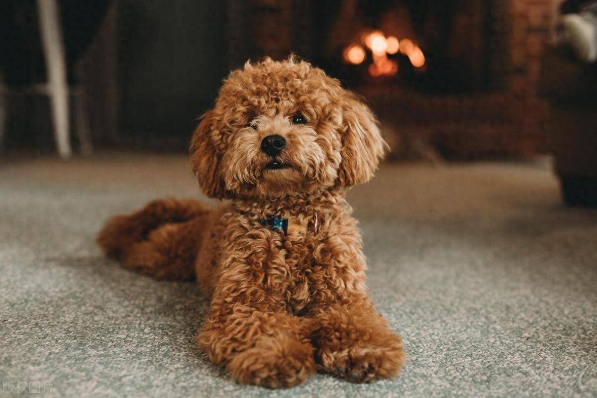 泰迪犬身上有臭味的原因及应对措施