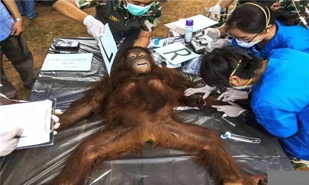 生殖隔离有多可怕人类与动物是否存在生殖隔离