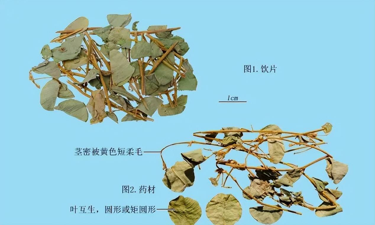 真正的金钱草图中药图片