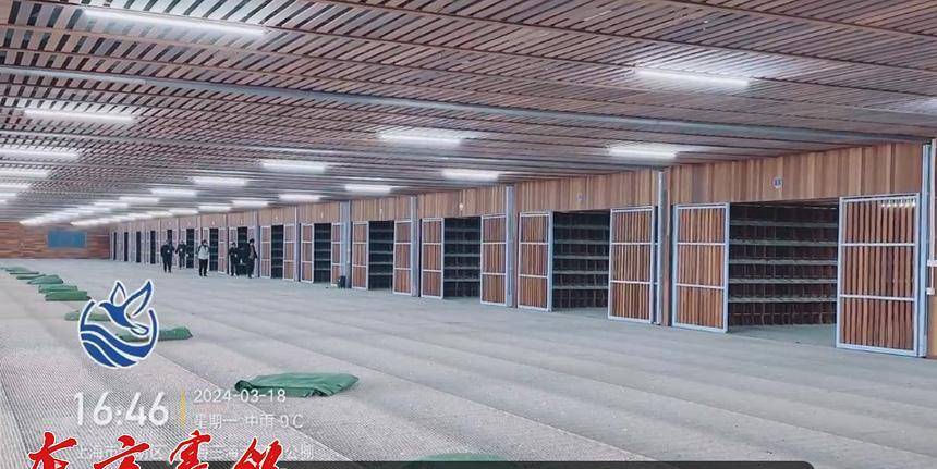 原创上海三海湾春棚第二关300公里比赛当日归八成