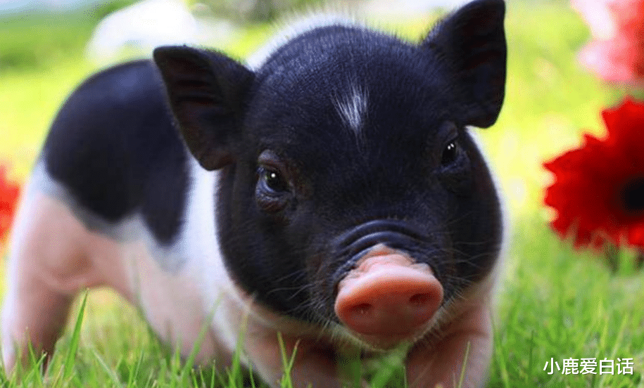 原创生肖猪现在之所以痛苦因你在渡劫三天内将开启八年金运