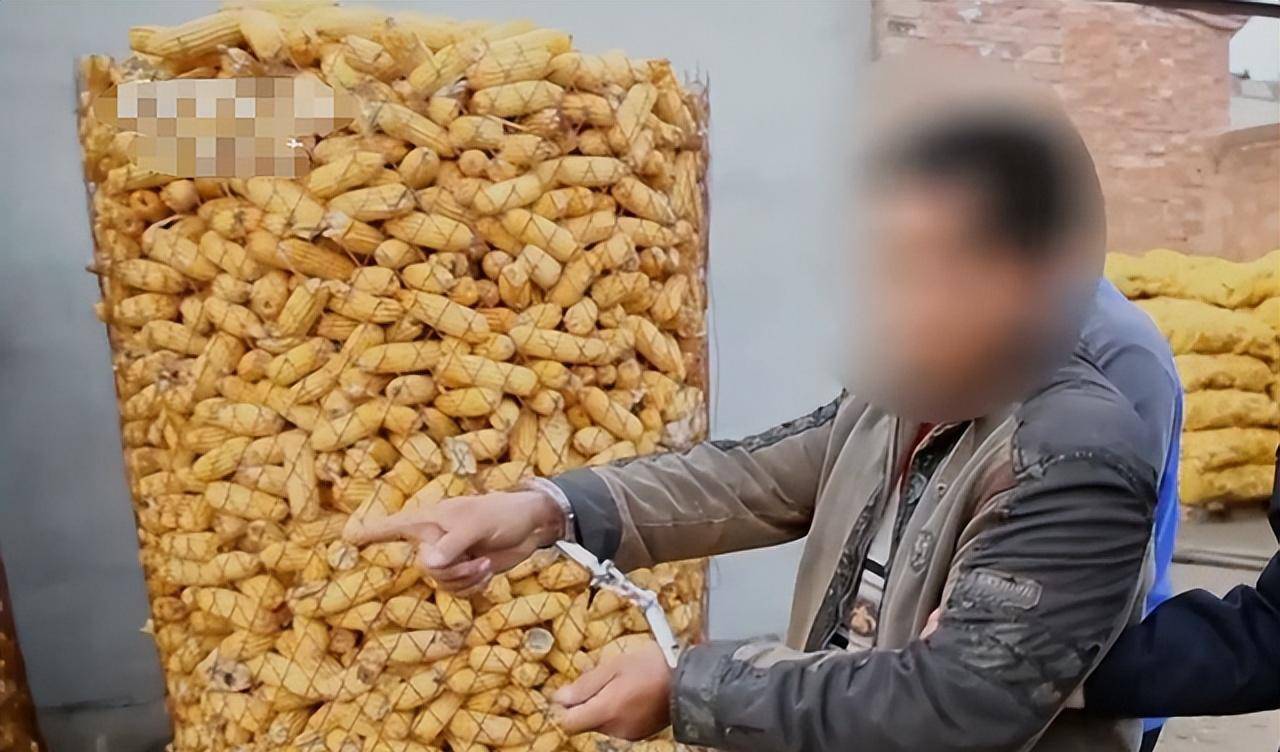 清早起床,发现长在地里的十几吨玉米,一夜间全消失_村民_任洪伟_田地