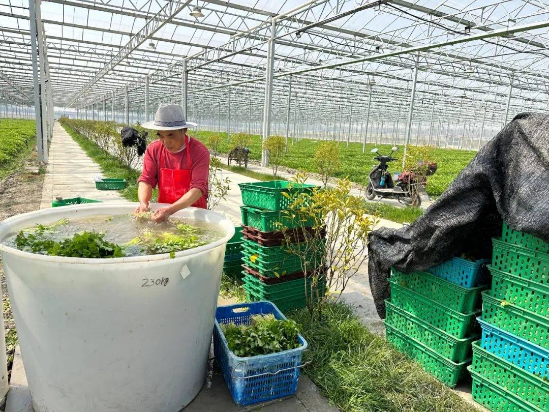 依托上海市农科院五厍基地这位"近邻"的种源与栽培技术优势,特色"稻芹