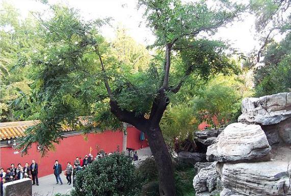 原创大明皇帝崇祯自缢处70年代破除迷信那棵老歪脖子树被连根拔起