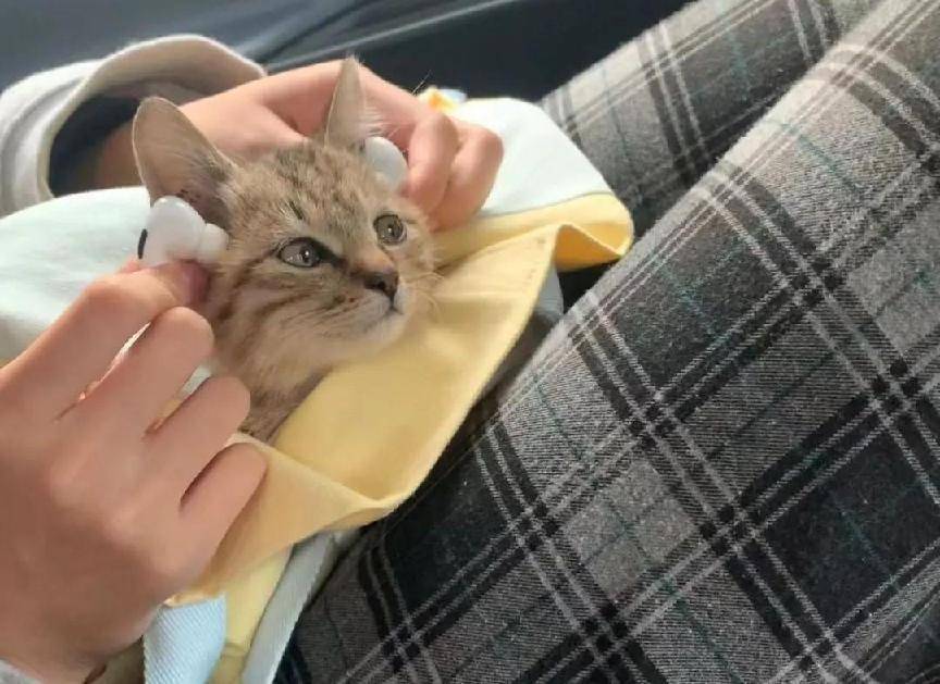 主食冻干怎么吃口感好有营养的生骨肉冻干推荐