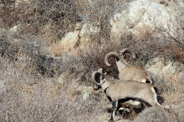 最会攀岩的羊,身处万丈深渊的艺高"羊"胆大_岩羊_生活