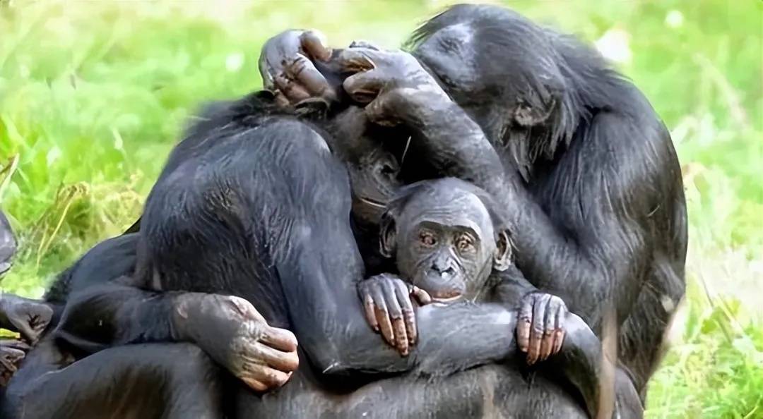 生殖隔离有多可怕人类与动物是否存在生殖隔离