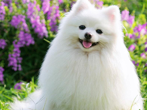 刚出生的狗狗随处小便可怎么办?