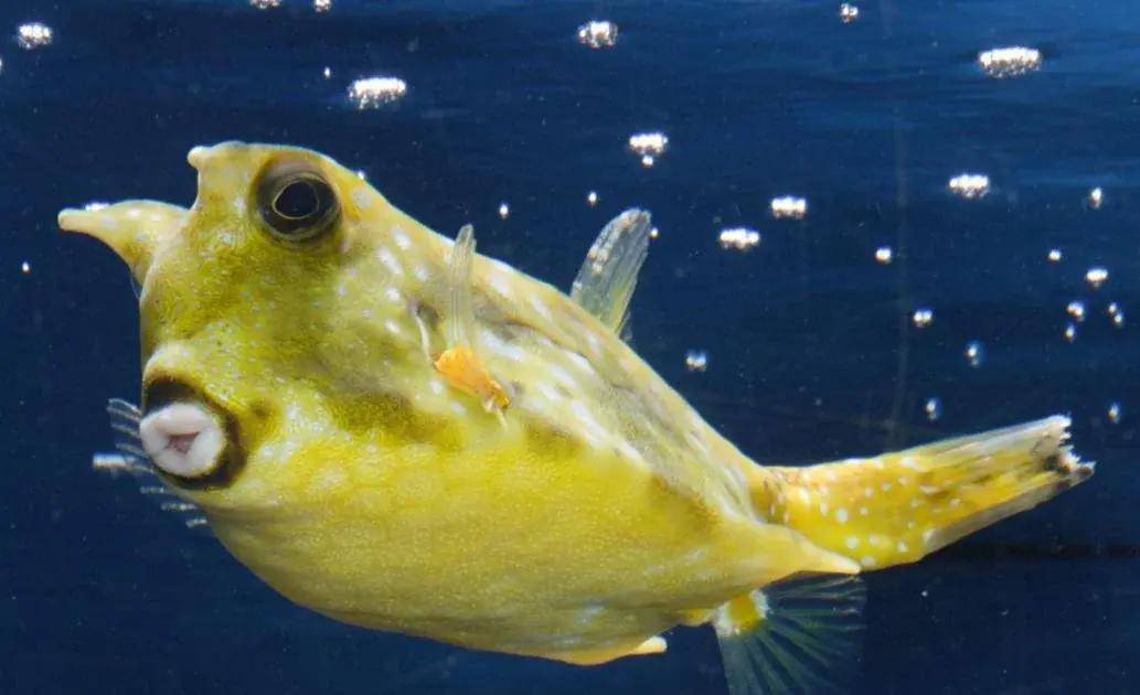 14,南方跳岩鸟,作为世界上最小的企鹅之一,它们在繁殖季节会聚集成