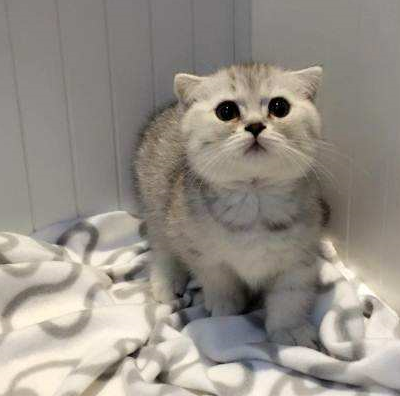 世界上最会交际的猫,猫界短腿曼康基矮脚猫,却天生缺陷不被认可_运动_