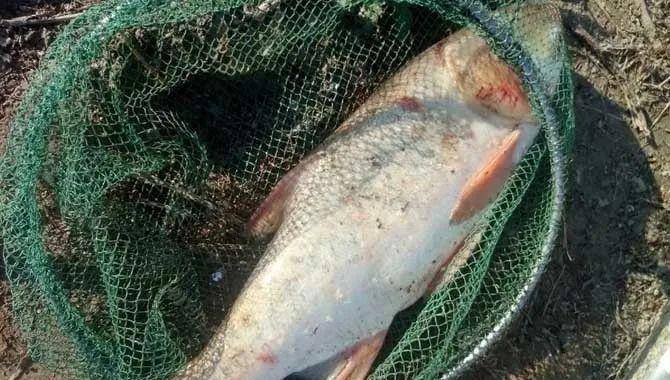 饵料_鲢鱼_特点