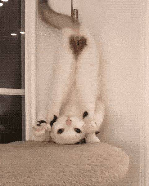 搞笑图集七牛学猫步