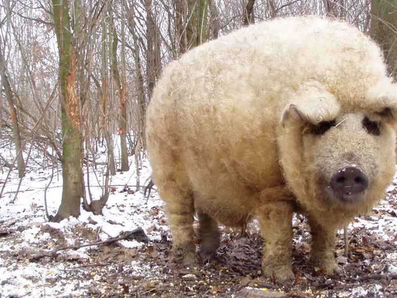 世界上最名贵的猪,外形像绵羊满身卷毛,被人类吃成保护动物